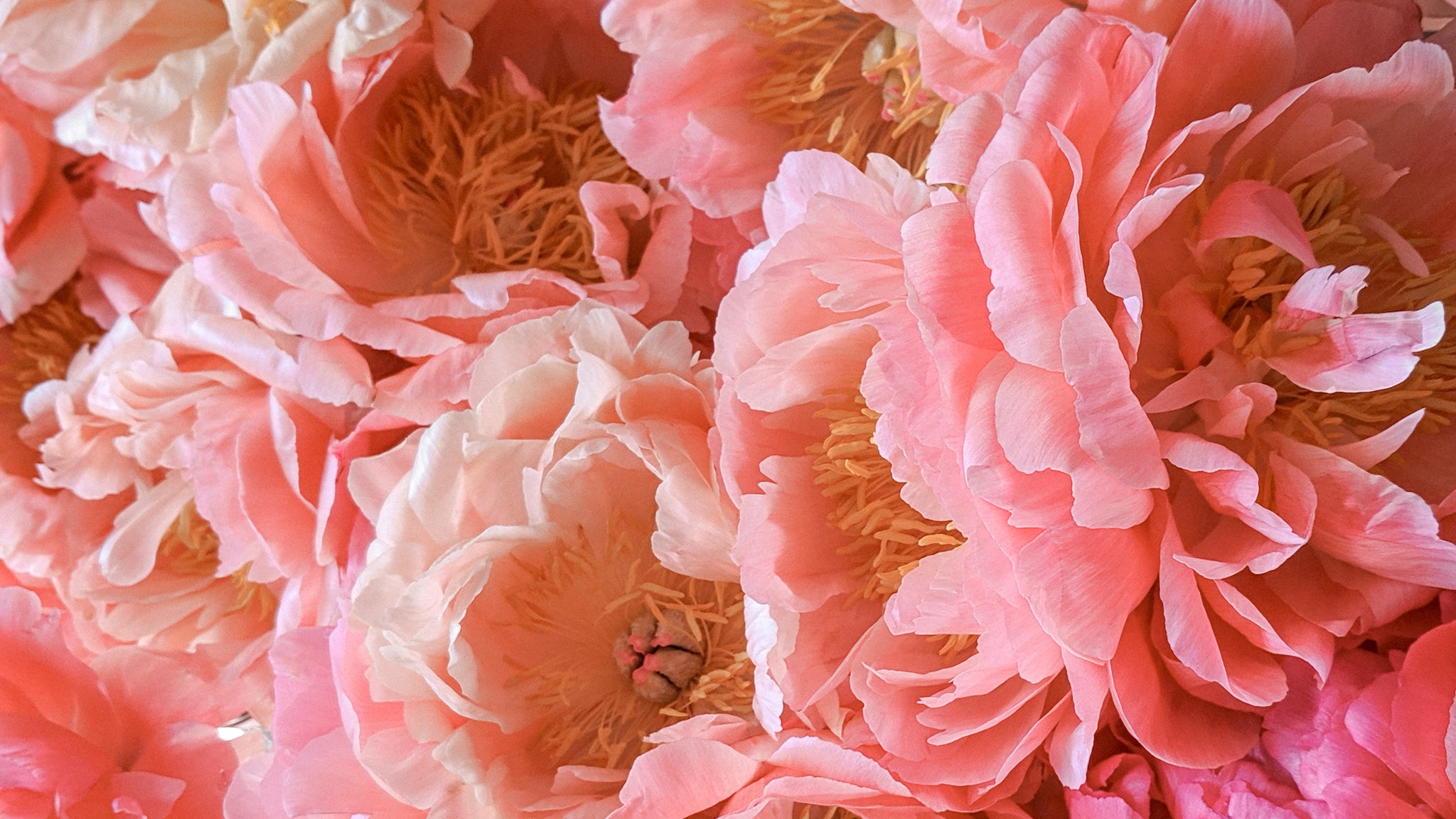 Peony Print Inspiration