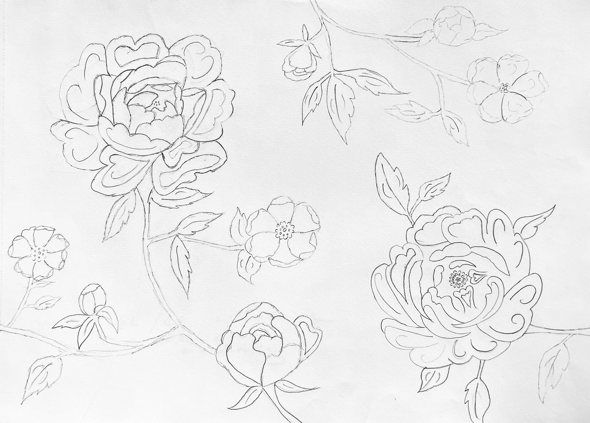 Drawing of peony flowers in pencil