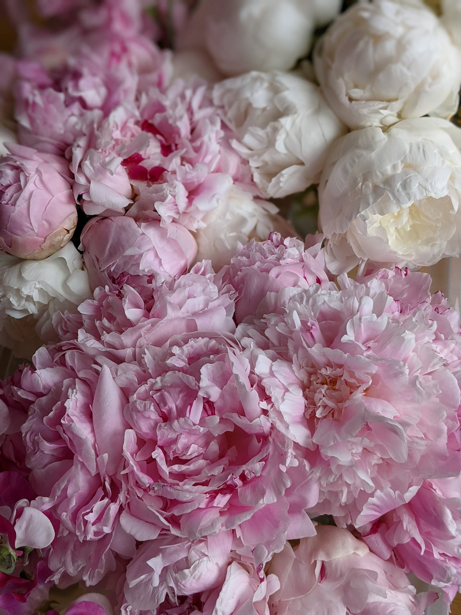 Peony flowers in pink and white