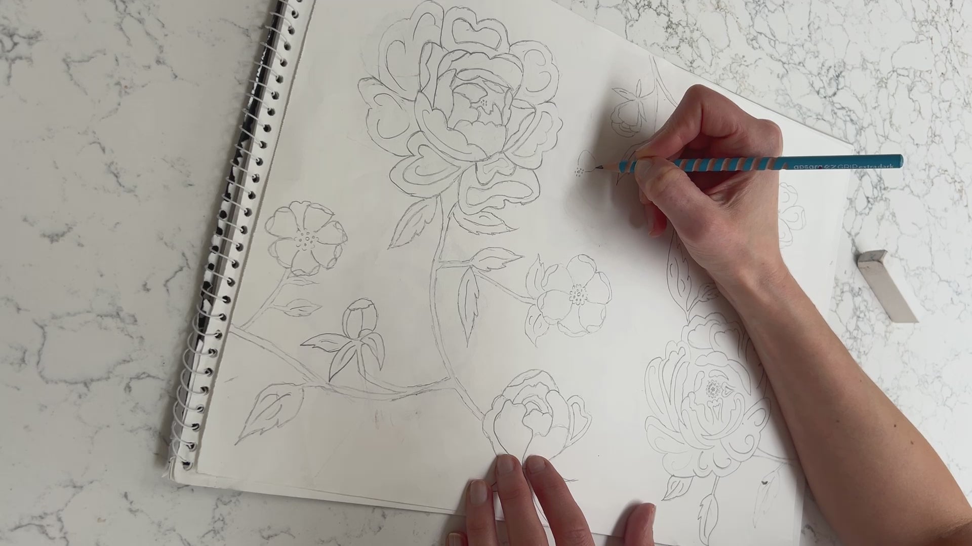 Drawing coral charm peonies